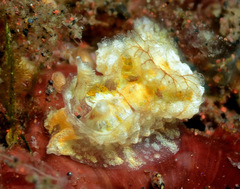 Goniodoris