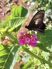 Parides neophilus