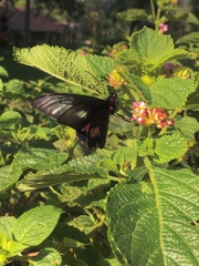 Parides neophilus