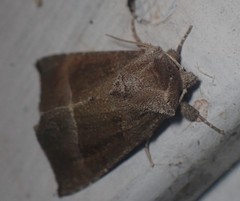 Papaipema nebris