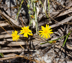 Chrysopsis floridana