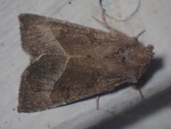 Papaipema nebris