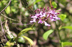 Encyclia cordigera