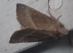 Papaipema nebris