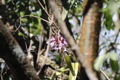 Encyclia cordigera