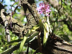 Encyclia cordigera