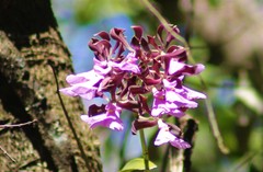 Encyclia cordigera