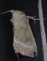 Papaipema nebris
