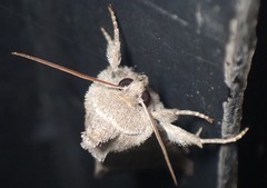 Papaipema nebris