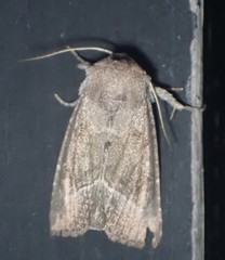Papaipema nebris