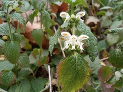 Lamium flexuosum