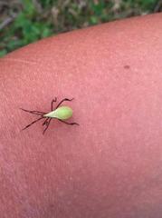 Holhymenia histrio
