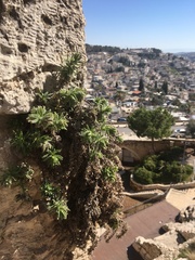 Podonosma orientalis