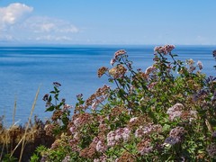 Ageratina pentlandiana