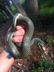 Drymobius margaritiferus