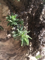 Podonosma orientalis