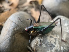 Stenophyllia modesta