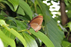 Papilio clytia clytia