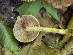 Agrocybe acericola