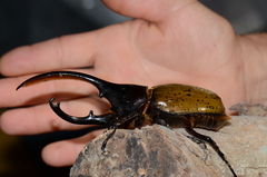 Dynastes septentrionalis