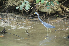 Egretta tricolor