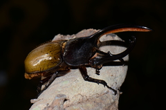 Dynastes septentrionalis