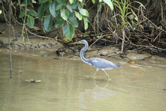 Egretta tricolor