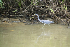 Egretta tricolor