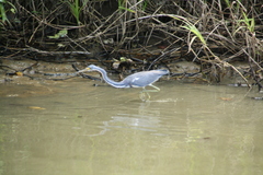 Egretta tricolor