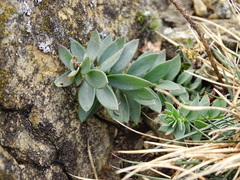 Linaria genistifolia
