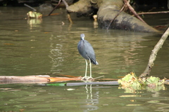 Egretta caerulea