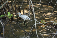 Egretta caerulea