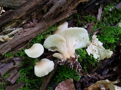 Hohenbuehelia angustata