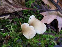Hohenbuehelia angustata