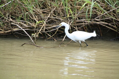 Egretta thula