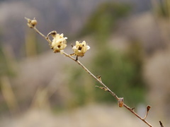 Linaria genistifolia