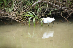 Egretta thula