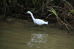 Egretta thula