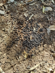 Tetracerus quadricornis
