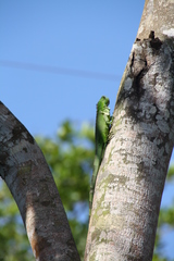 Iguana iguana