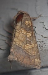 Papaipema cataphracta