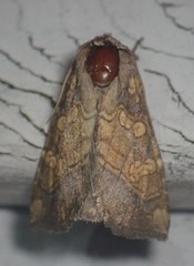 Papaipema cataphracta