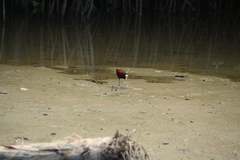 Jacana spinosa
