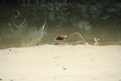 Jacana spinosa