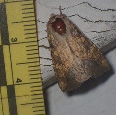 Papaipema cataphracta