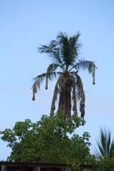 Psarocolius montezuma