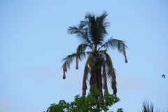 Psarocolius montezuma