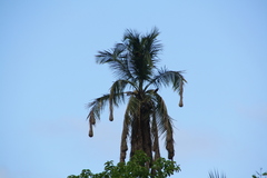 Psarocolius montezuma