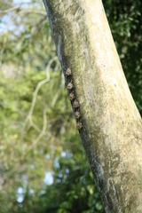 Rhynchonycteris naso