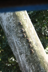 Rhynchonycteris naso